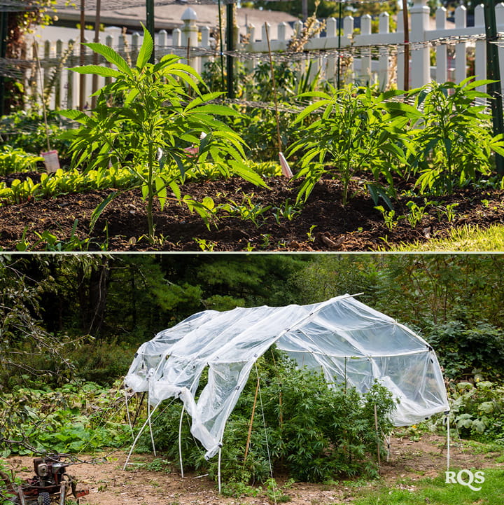 Dos imágenes: A la izquierda, plantas jóvenes en un jardín, y a la derecha, un jardín con un dosel de red protectora.