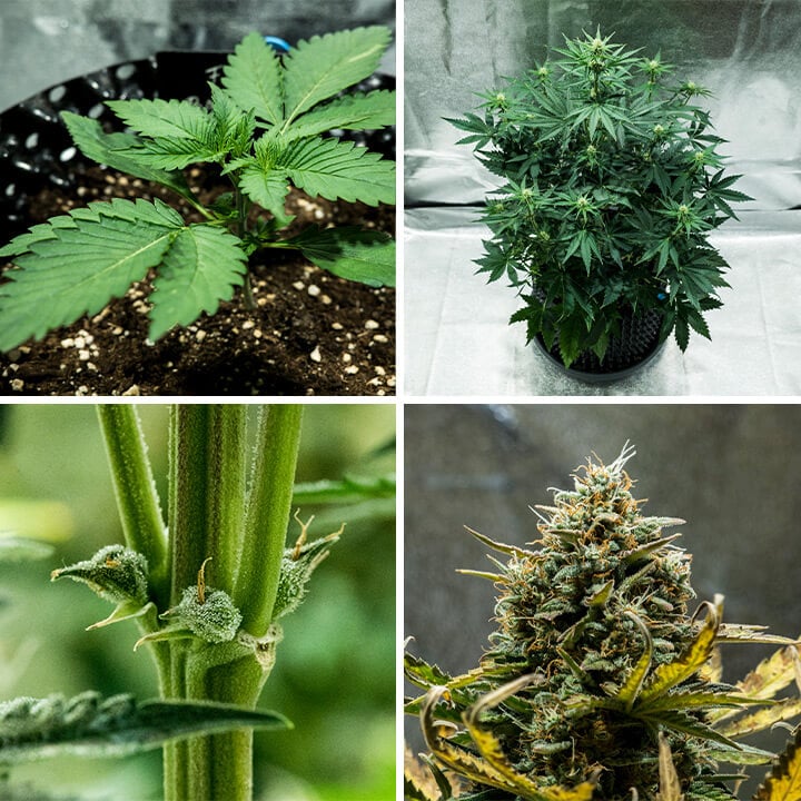 Collage de la variedad de cannabis Fat Banana Auto de Royal Queen Seeds. Esta autofloreciente ofrece alto THC, sabores dulces de plátano y tierra, alcanzando 70 cm y rindiendo 450 g/m² en 7–8 semanas.