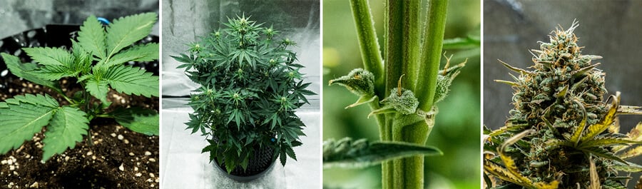 Collage de la variedad de cannabis Fat Banana Auto de Royal Queen Seeds. Esta autofloreciente ofrece alto THC, sabores dulces de plátano y tierra, alcanzando 70 cm y rindiendo 450 g/m² en 7–8 semanas.