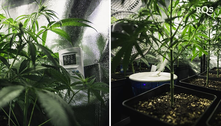 Dos plantas de interior en diferentes etapas de crecimiento: una planta madura con un monitor de temperatura a la izquierda y una planta más joven en un ambiente húmedo con un humidificador a la derecha.