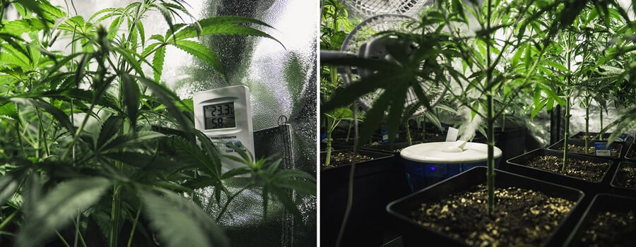 Dos plantas de interior en diferentes etapas de crecimiento: una planta madura con un monitor de temperatura a la izquierda y una planta más joven en un ambiente húmedo con un humidificador a la derecha.