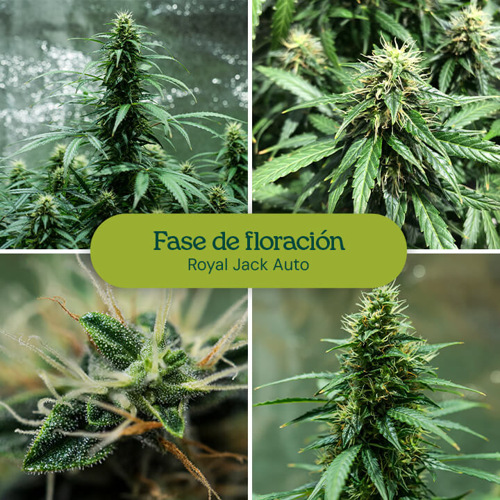 Floración de las plantas de cannabis: las plantas maduras con cogollos grandes y densos y hojas vibrantes están listas para la cosecha.