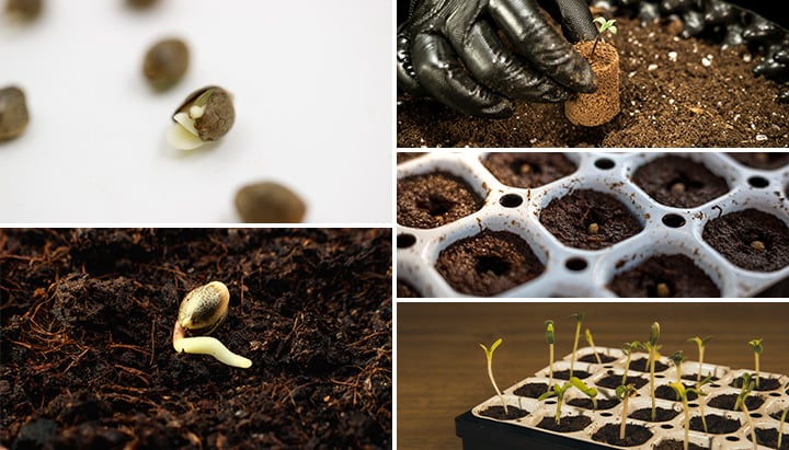 9 trucos fáciles para germinar semillas de marihuana con éxito