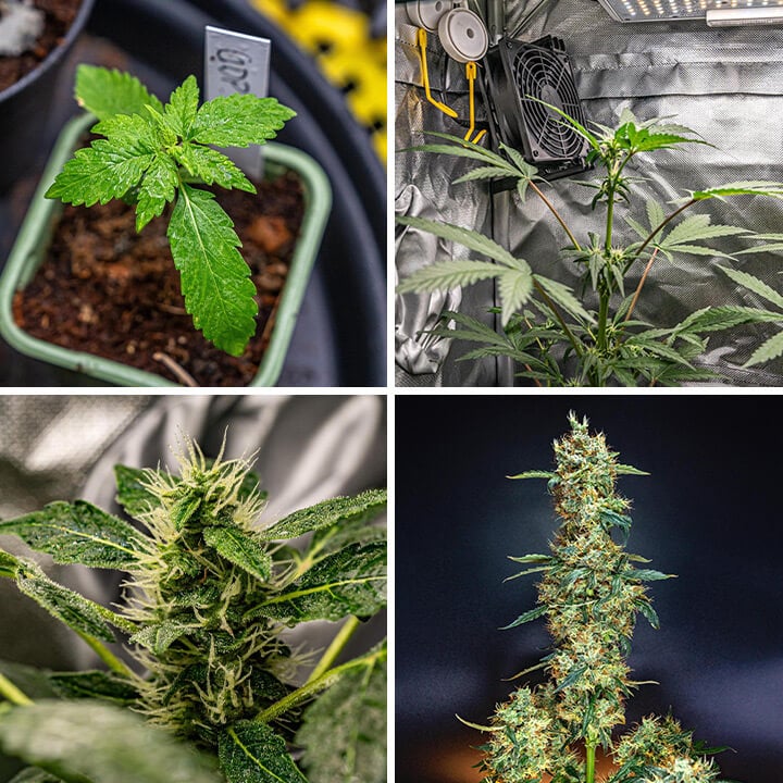 Un collage de cuatro imágenes mostrando las etapas de Granddaddy Purple Auto: una plántula, una planta en una carpa de cultivo, un primer plano de un cogollo y una planta madura con cogollos.