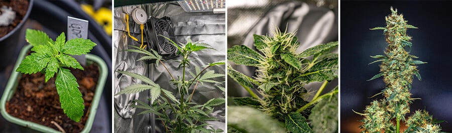 Un collage de cuatro imágenes mostrando las etapas de Granddaddy Purple Auto: una plántula, una planta en una carpa de cultivo, un primer plano de un cogollo y una planta madura con cogollos.