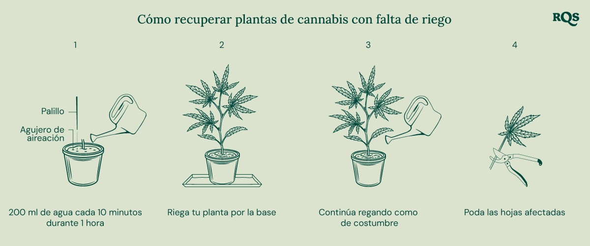 How to fix underwatered cannabis