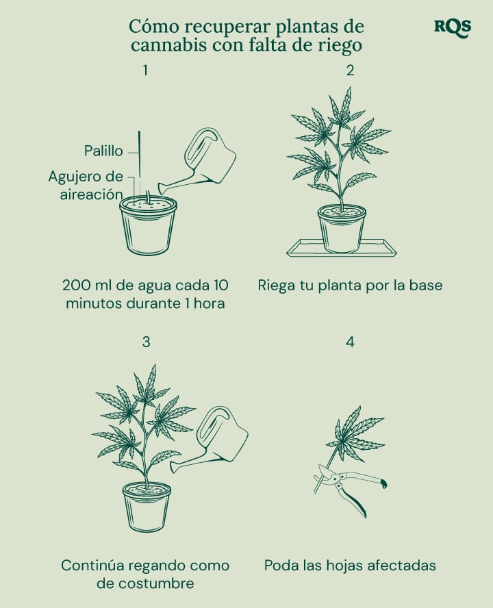 How to fix underwatered cannabis