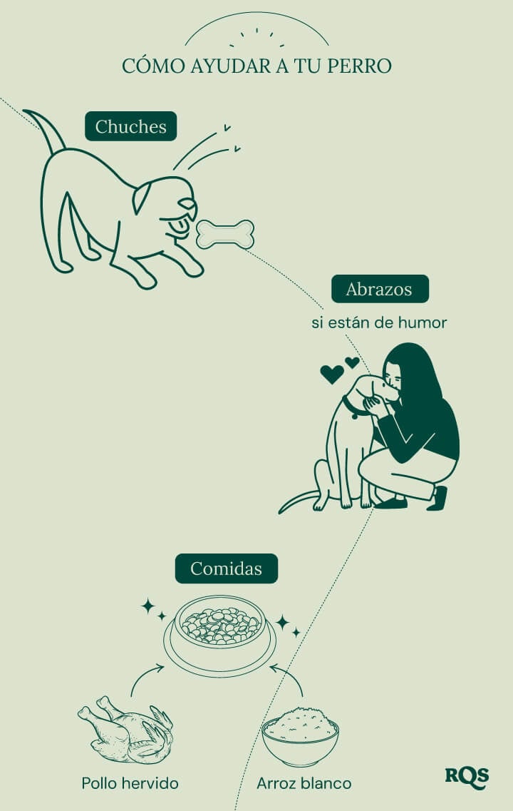 Mascotas y toxicidad del cannabis: qué hacer si tu perro se come tu hierba