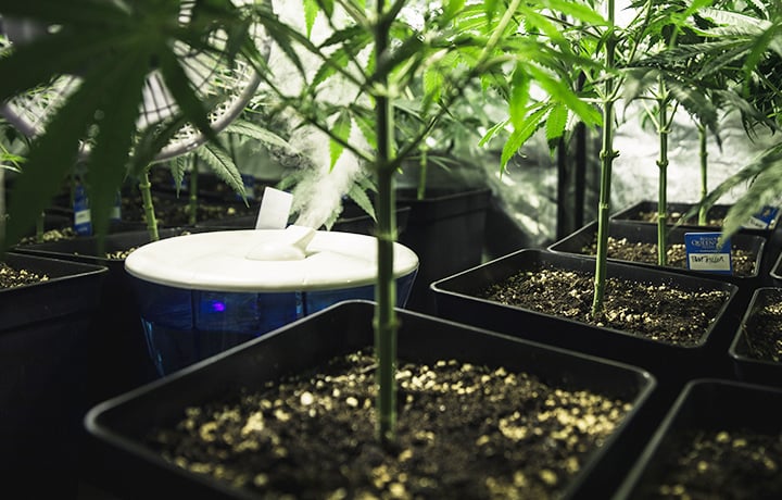 Plantas saludables en macetas en un espacio de cultivo controlado con un humidificador aumentando la humedad para un crecimiento óptimo.