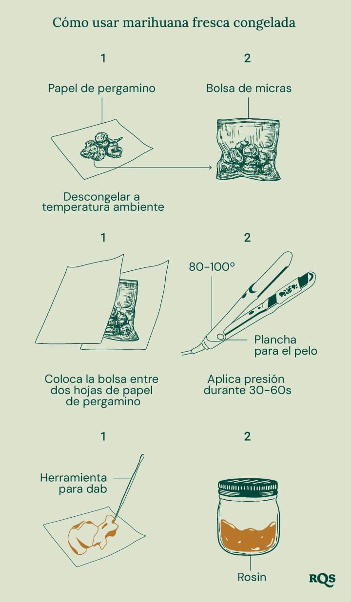 Guía ilustrada que muestra cómo usar cannabis fresco congelado para la extracción de rosin. Los pasos incluyen descongelar en papel encerado, colocar en una bolsa micron, usar una plancha de pelo a 80-100°C durante 30-60 segundos, y recoger el rosin con una herramienta de dab.