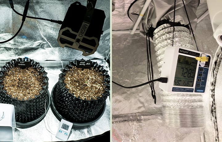 Primer plano de un sistema de germinación de plántulas con tres bandejas de semillas de cannabis brotando a la izquierda, y el interior de una pequeña tienda de cultivo a la derecha, equipada con un ventilador, monitor de humedad y sistema de ventilación para un crecimiento óptimo.