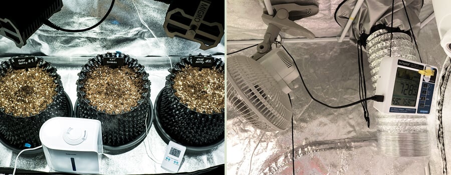 Primer plano de un sistema de germinación de plántulas con tres bandejas de semillas de cannabis brotando a la izquierda, y el interior de una pequeña tienda de cultivo a la derecha, equipada con un ventilador, monitor de humedad y sistema de ventilación para un crecimiento óptimo.