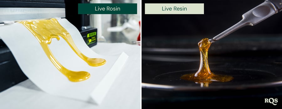 Comparación de rosin en vivo y resina en vivo, con dos imágenes lado a lado. A la izquierda, el rosin en vivo dorado está extendido sobre papel. A la derecha, la resina en vivo se levanta con una herramienta, mostrando su textura brillante.