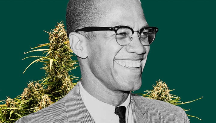 Un retrato detallado de Malcolm X sobre un fondo verde profundo, enmarcado por plantas de cannabis exuberantes con cogollos gruesos y resinosos.