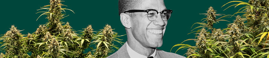 Un retrato detallado de Malcolm X sobre un fondo verde profundo, enmarcado por plantas de cannabis exuberantes con cogollos gruesos y resinosos.