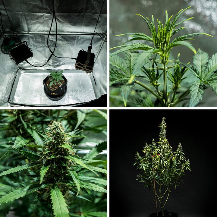 Collage de imágenes de la cepa de cannabis Mimosa Auto, una autofloreciente de rápido crecimiento de Royal Queen Seeds. Con un ciclo de 9–10 semanas, esta planta alcanza los 100–150 cm y produce hasta 400 g/m² con un 21% de THC y aromas cítricos y a diésel. Ideal para cultivo en interior.