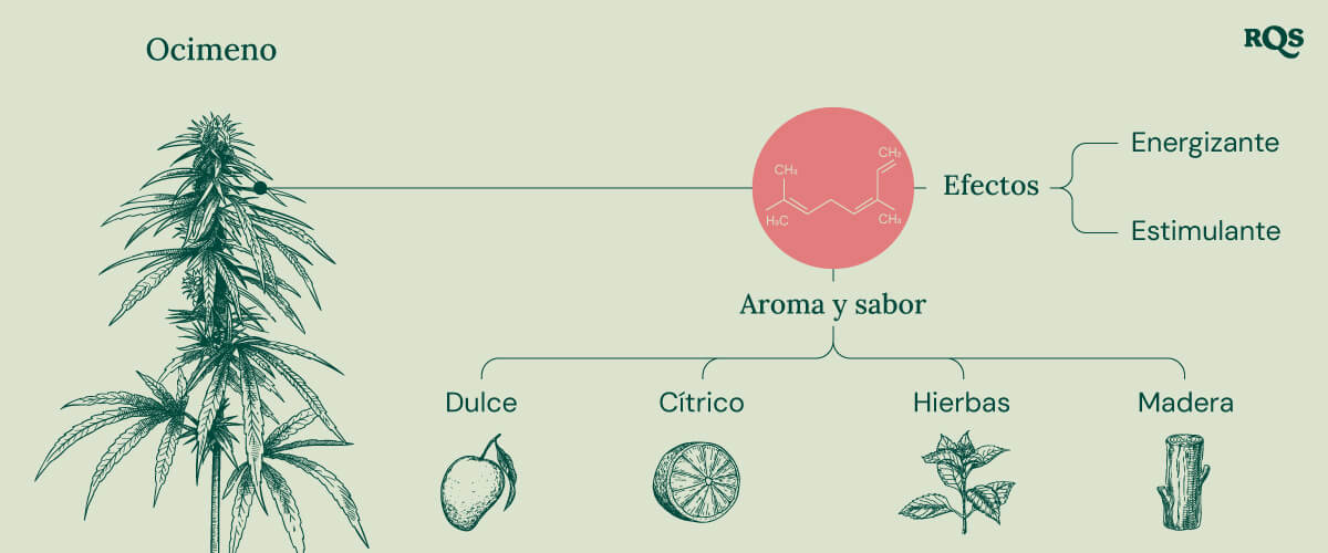 Diagrama de las características del terpeno ocimeno presente en el cannabis, destacando sus efectos energizantes y estimulantes. La imagen también presenta su perfil de aroma y sabor, incluyendo notas dulces, cítricas, herbales y amaderadas.