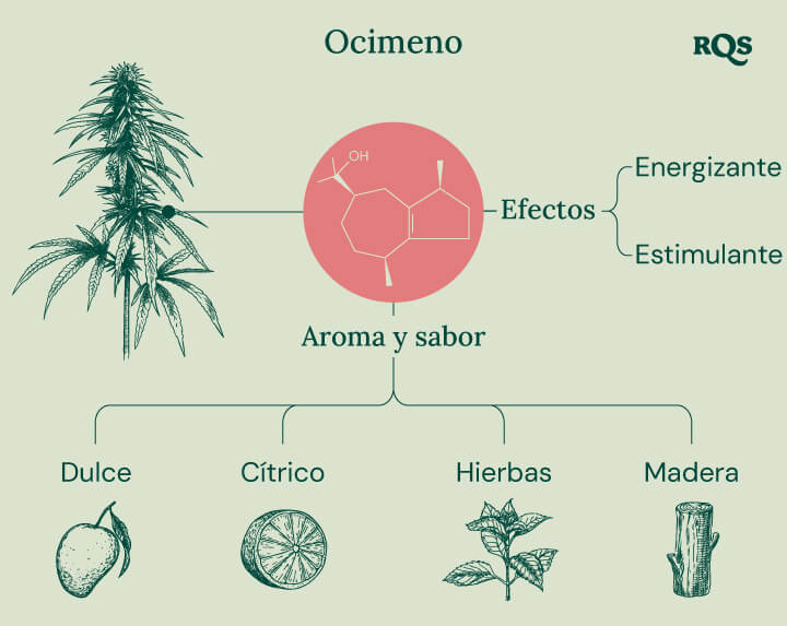 Diagrama de las características del terpeno ocimeno presente en el cannabis, destacando sus efectos energizantes y estimulantes. La imagen también presenta su perfil de aroma y sabor, incluyendo notas dulces, cítricas, herbales y amaderadas.