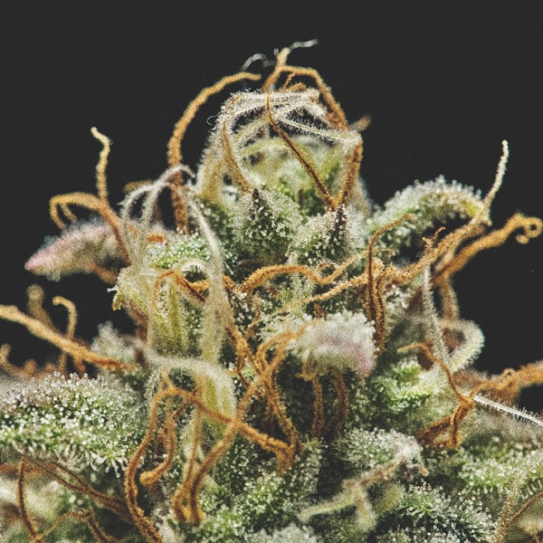 primer plano macro de cogollos de marihuana medicinal cannabis