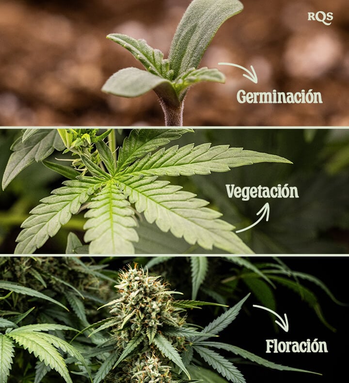 Tres etapas del crecimiento del cannabis: Germinación con una plántula, Vegetación con hojas en abanico y Floración con cogollos densos cubiertos de tricomas.