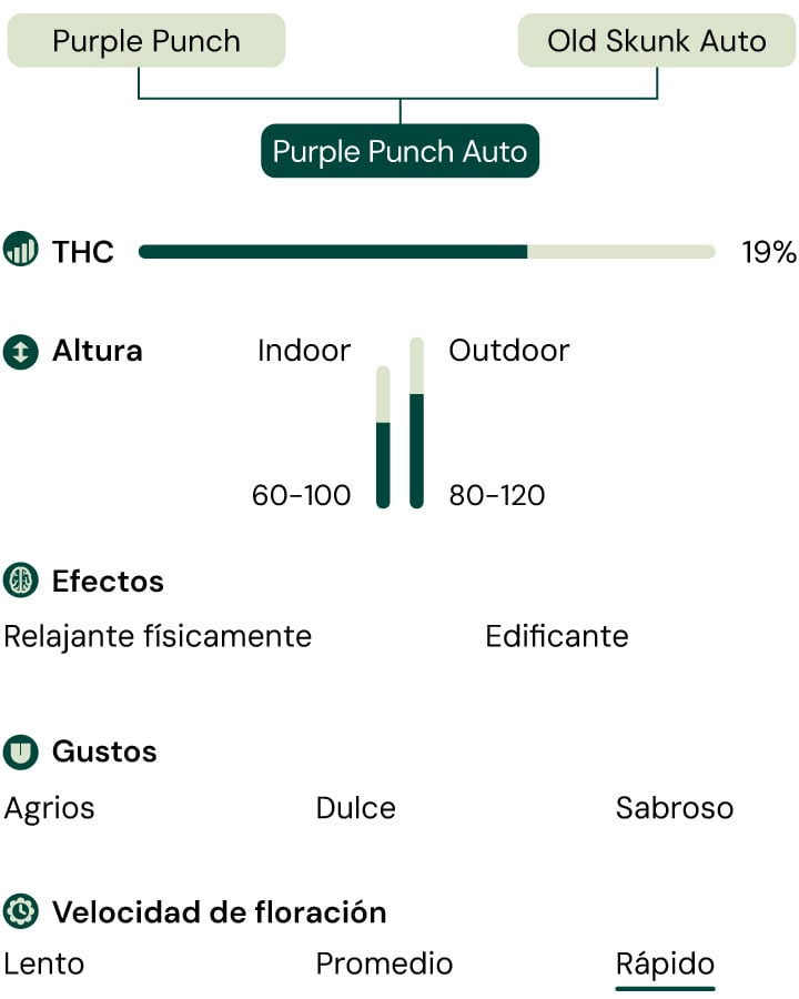 Purple Punch Auto Characteristics