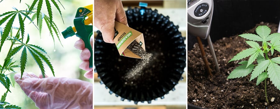 Un collage de imágenes que muestra las etapas de crecimiento de una planta, incluyendo a una persona rociando agua sobre una planta con grandes hojas verdes, una persona vertiendo fertilizante en una maceta y una pequeña planta creciendo en una maceta con tierra.