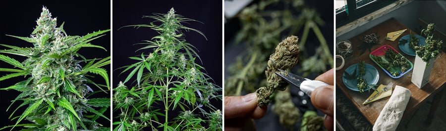 Una planta de cannabis Royal AK en diferentes etapas de crecimiento: semilla, planta joven, planta en flor con cogollos y planta madura