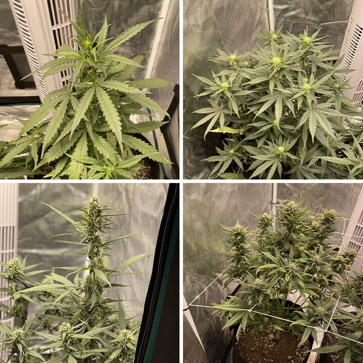 Collage de crecimiento de la planta de cannabis Royal Cheese Auto en una sala de cultivo interior, desde hojas verdes hasta cogollos maduros, listos para cosechar.