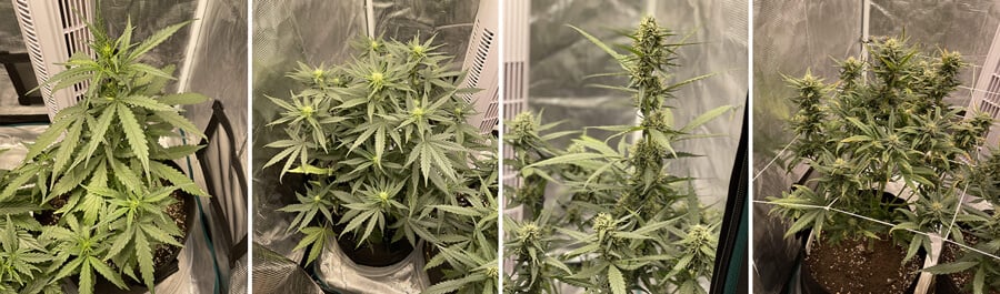 Collage de crecimiento de la planta de cannabis Royal Cheese Auto en una sala de cultivo interior, desde hojas verdes hasta cogollos maduros, listos para cosechar.