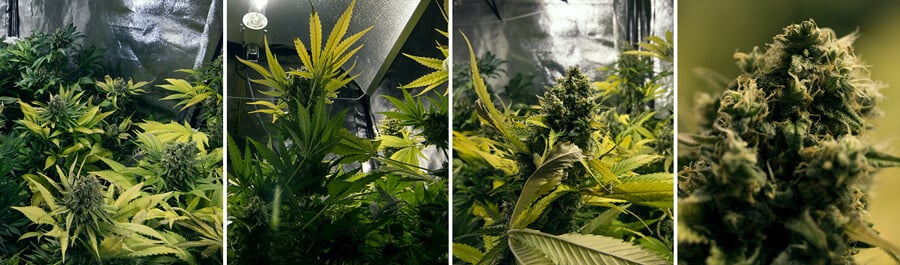 Collage de cuatro fotos que muestran el crecimiento de una planta de cannabis Royal Domina, desde sus primeras hojas verdes hasta la formación de cogollos maduros.