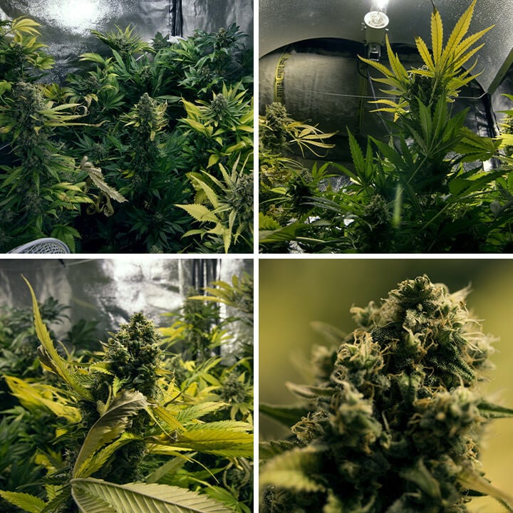 Collage de cuatro fotos que muestran el crecimiento de una planta de cannabis Royal Domina, desde sus primeras hojas verdes hasta la formación de cogollos maduros.