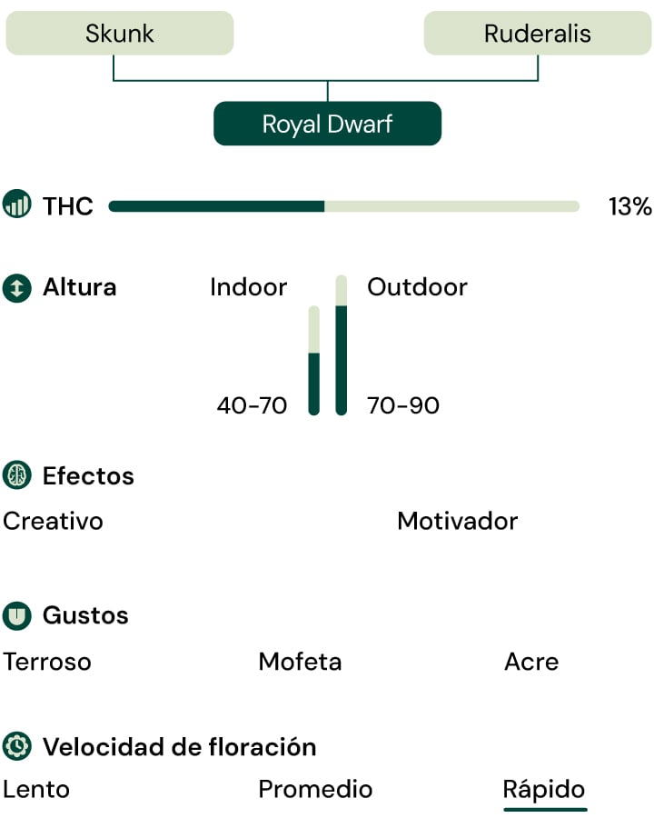 Royal Dwarf Autoflower Characteristics