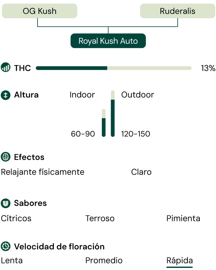 Royal Kush Auto Characteristics