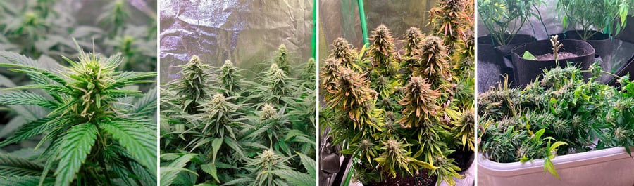 Royal Moby, variedad de cannabis de alto rendimiento para cultivo en interior, resultado de Haze y White Widow. Produce rendimientos elevados en interior.