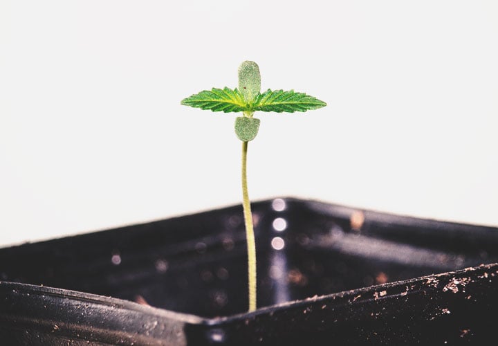5 consejos para sacar el máximo partido al cultivo de marihuana con LED -  RQS Blog