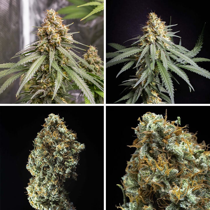 Shining Silver Haze, planta y cogollos de la variedad de cannabis Shining Silver Haze, entre las de mayor rendimiento en interiores. Cruce de Haze, Skunk y Northern Light para un equilibrio de potencia y rendimiento.