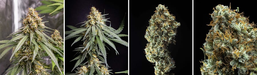 Shining Silver Haze, planta y cogollos de la variedad de cannabis Shining Silver Haze, entre las de mayor rendimiento en interiores. Cruce de Haze, Skunk y Northern Light para un equilibrio de potencia y rendimiento.