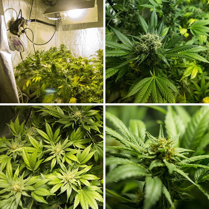 Serie de fotos destacando las características únicas de una planta de cannabis Somango XL cultivada en interior, mostrando sus hojas anchas y cogollos cubiertos de resina, destacando las cualidades distintivas de la variedad.