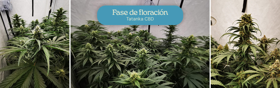 Collage de tres imágenes de plantas de Tatanka CBD en la etapa de floración: brotes en desarrollo, brotes en formación en una carpa de cultivo y brotes maduros.