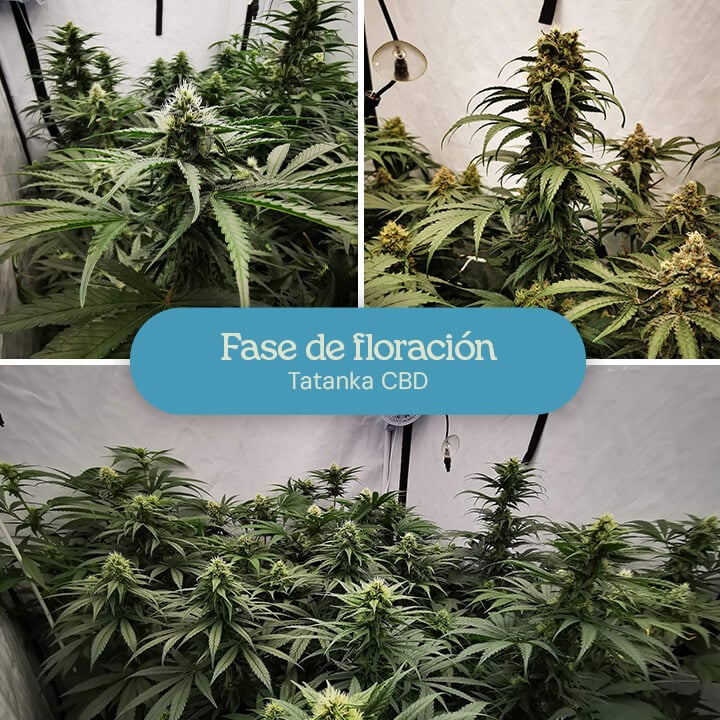 Collage de tres imágenes de plantas de Tatanka CBD en la etapa de floración: brotes en desarrollo, brotes en formación en una carpa de cultivo y brotes maduros.