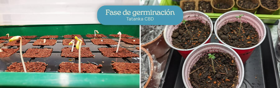 Dos imágenes de la germinación de semillas de Tatanka CBD: una mostrando las semillas brotando en un medio de cultivo, y la otra con plántulas germinadas en vasos rojos Solo.