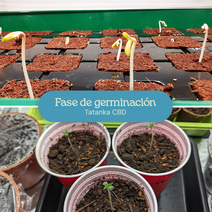 Dos imágenes de la germinación de semillas de Tatanka CBD: una mostrando las semillas brotando en un medio de cultivo, y la otra con plántulas germinadas en vasos rojos Solo.