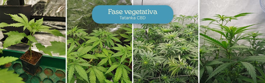 Collage de cuatro imágenes mostrando la fase vegetativa de las plantas de Tatanka CBD: una pequeña plántula, una planta más grande con hojas, un grupo en una carpa de cultivo, y un primer plano con brotes en formación.