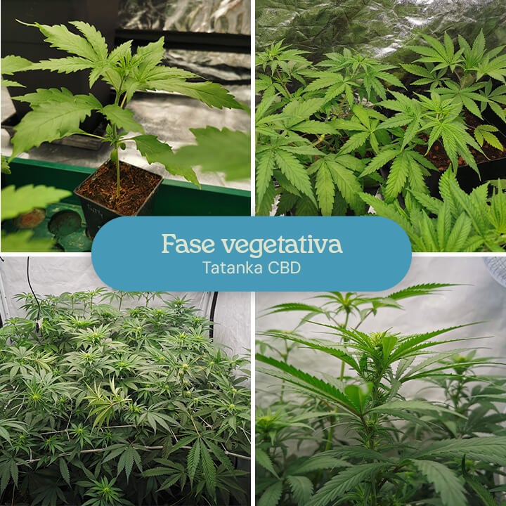 Collage de cuatro imágenes mostrando la fase vegetativa de las plantas de Tatanka CBD: una pequeña plántula, una planta más grande con hojas, un grupo en una carpa de cultivo, y un primer plano con brotes en formación.