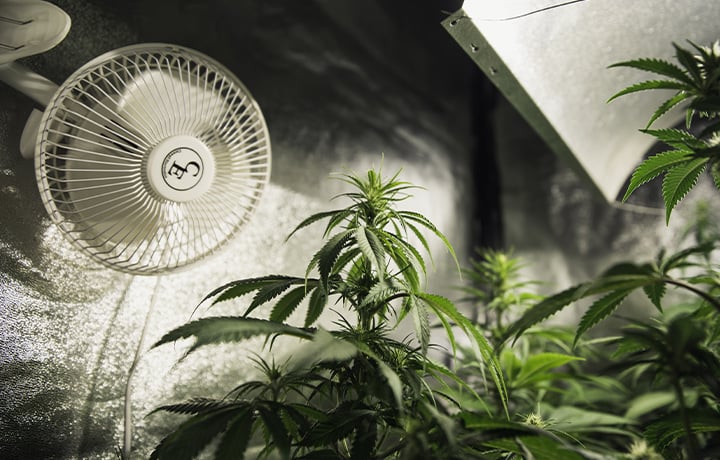 Plantas de interior en una habitación de cultivo con control climático y un ventilador para un flujo de aire óptimo y un crecimiento saludable.