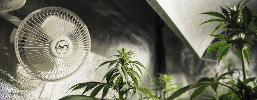 Plantas de interior en una habitación de cultivo con control climático y un ventilador para un flujo de aire óptimo y un crecimiento saludable.