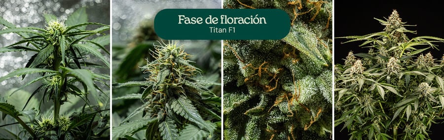 Collage de cuatro imágenes que muestran la variedad de cannabis Titan F1 en plena fase de floración.