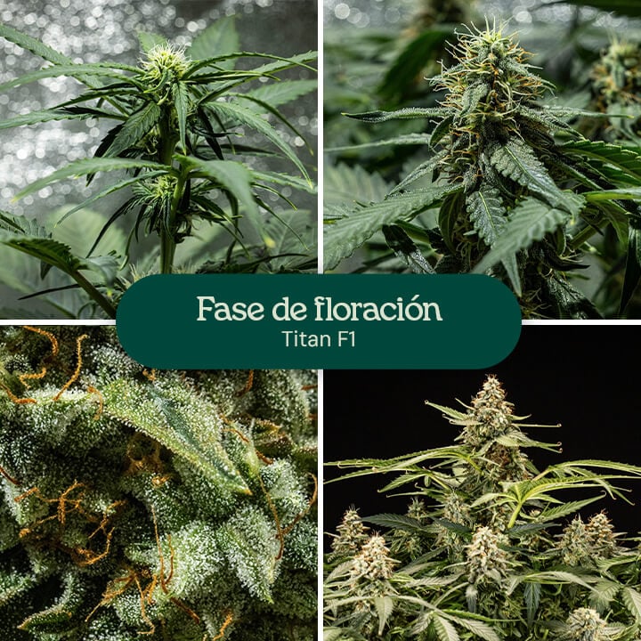 Collage de cuatro imágenes que muestran la variedad de cannabis Titan F1 en plena fase de floración.