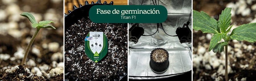 Collage de cuatro imágenes que muestran la germinación de la variedad de cannabis Titan F1, desde la semilla hasta la plántula, destacando las etapas de crecimiento en el suelo con riego.