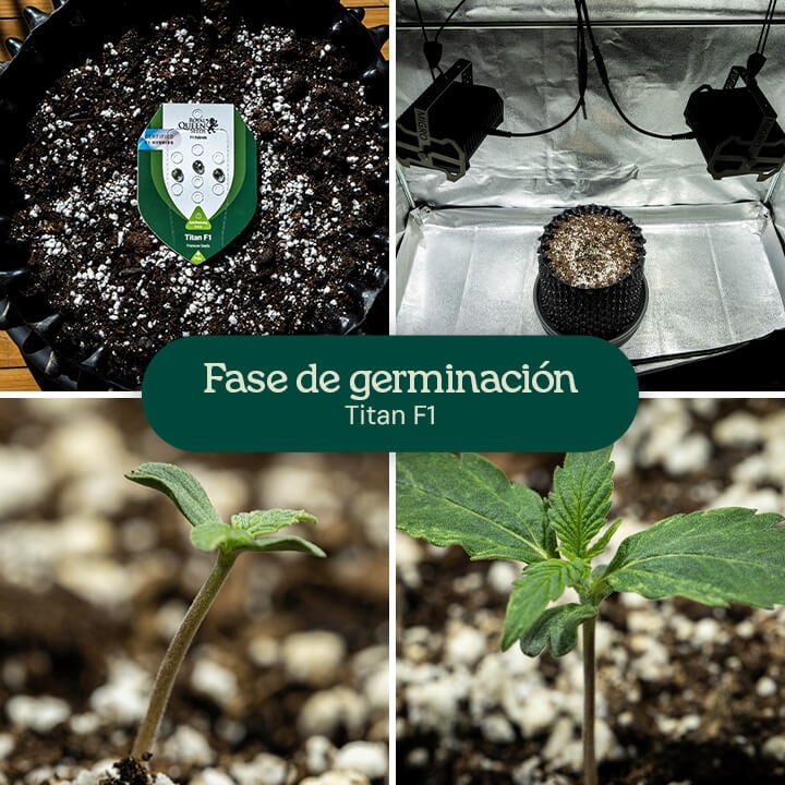 Collage de cuatro imágenes que muestran la germinación de la variedad de cannabis Titan F1, desde la semilla hasta la plántula, destacando las etapas de crecimiento en el suelo con riego.